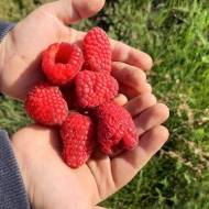 Комплект з саджанців малини Глен Ампл (малинове дерево)